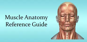 Muscle Anatomy Reference Guide