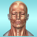 APK Muscle Anatomy Reference Guide