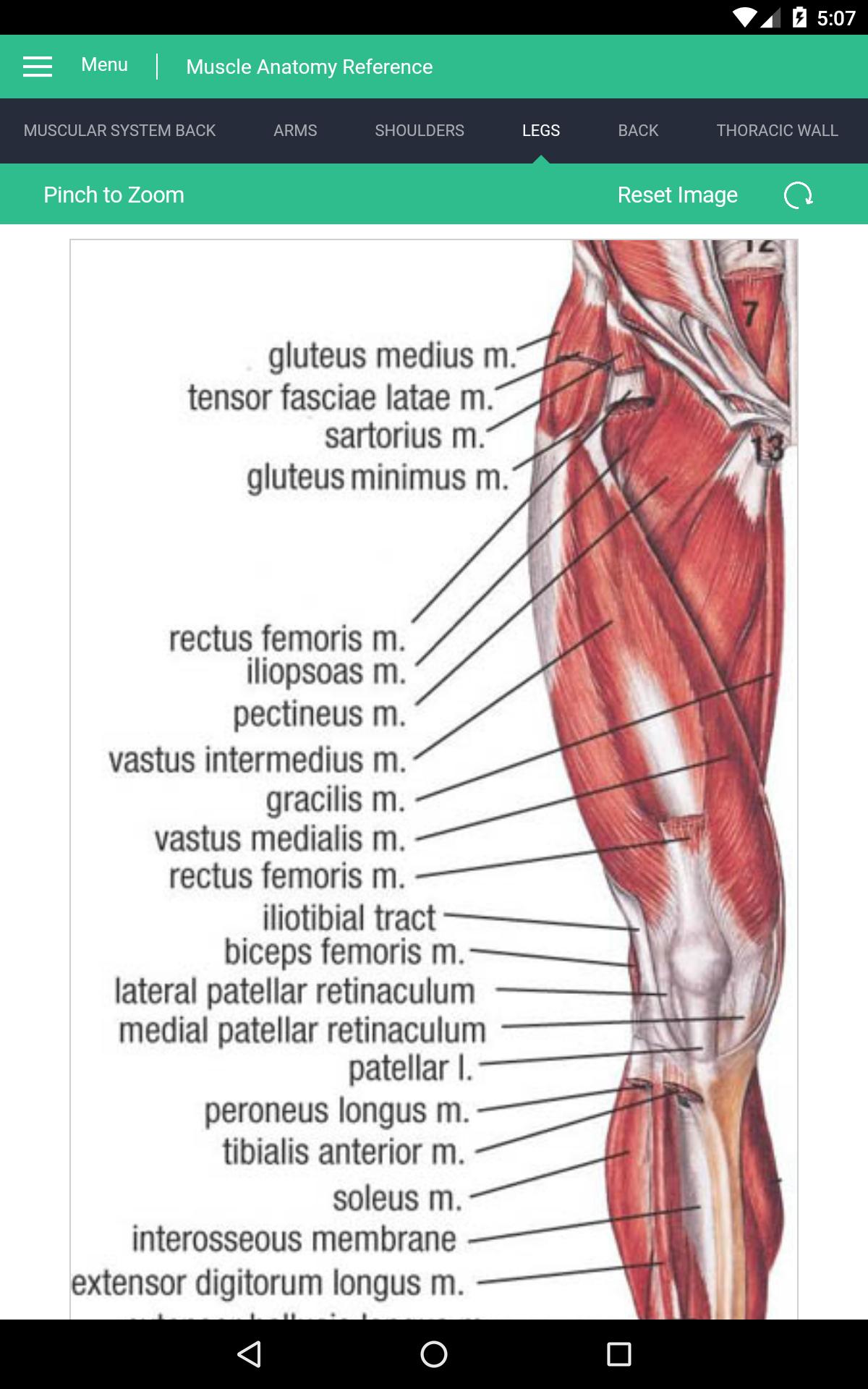 Back Muscles Anatomy Reference - Within this group of back muscles you