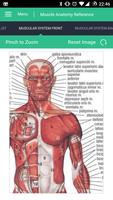 Muscle Anatomy Reference Guide capture d'écran 1