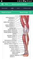 Muscle Anatomy Reference Guide captura de pantalla 2