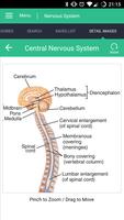 Poster Nervous System Reference Guide