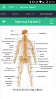 1 Schermata Nervous System Reference Guide