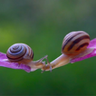 Kissing Snails Video Wallpaper