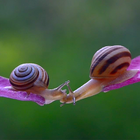 Kissing Snails Video Wallpaper icône