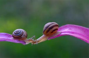 1 Schermata Kissing Snails Video Wallpaper