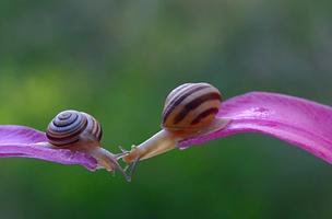 2 Schermata Kissing Snails Video Wallpaper