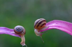 Kissing Snails Video Wallpaper capture d'écran 3