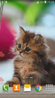 Cute Pets Live Wallpaper পোস্টার