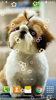 Cute Pets Live Wallpaper screenshot 3