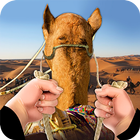 Conduzir camelo em Dubai ícone