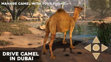 Drive Camel in Dubai Affiche