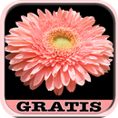 Flores Bonitas APK