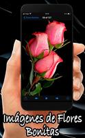 Flores Bonitas screenshot 1