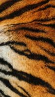 Exotic Animal Prints LWP स्क्रीनशॉट 2