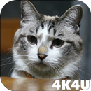 4K Cute Cat Video Live Wallpap APK