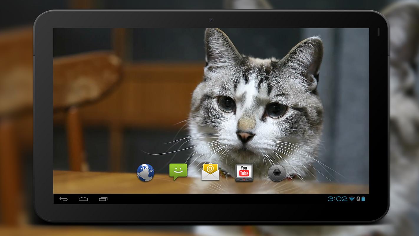 4K Cute Cat Video Live Wallpaper for Android - APK Download