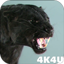 4K Puma vs Cat Video Live Wall APK