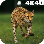 4K Cheetah Sprint Live Wallpap icône