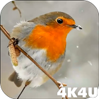 4K Slow motion Animals Video Live Wallpaper icon
