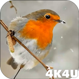 4K Slow-mo Animals Video Live Wallpaper