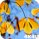 4K Yellow Leaves Autumn Video Live Wallpaper APK