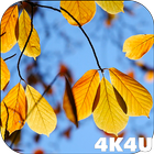 4K Yellow Leaves Autumn Video Live Wallpaper icon