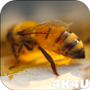 4K Honey Bee Video Live Wallpa APK