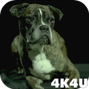 4K Dogs Slow-mo Video Live Wal APK