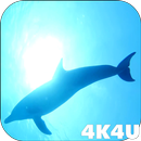 4K Dolphins Video Live Wallpap APK