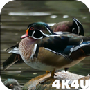 4K Colorful Ducks Video Live W APK