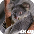 4K Cute Koala Video Live Wallp icône