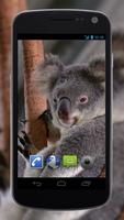 4K Cute Koala Video Live Wallp Affiche