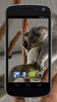 4K Cute Koala Video Live Wallp capture d'écran 3