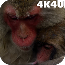 4K Japan Snow Monkeys Video Live Wallpaper APK