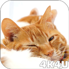 4K Cute Sleepy Kitty Video Live Wallpaper icône