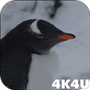 4K Funny Penguin Video Live Wa APK