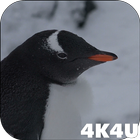 4K Funny Penguin Video Live Wa icon