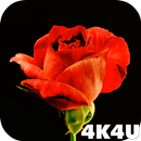 4K Red Rose Video Live Wallpap APK