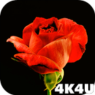 4K Red Rose Video Live Wallpaper ไอคอน