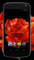 4K Red Rose Video Live Wallpaper ภาพหน้าจอ 2