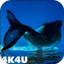 4K Whales Video Live Wallpaper APK