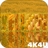 4K Yellow Colored Stylish Video Live Wallpaper