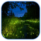 Fireflies 3D icône