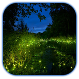 Fireflies 3D icon