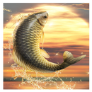 Big Fish King APK