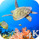 Turtle 4K Live Wallpaper APK