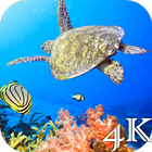 Turtle 4K Live Wallpaper icône