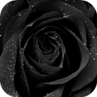 Black Rose Live Wallpaper icône