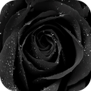 Black Rose Live Wallpaper APK